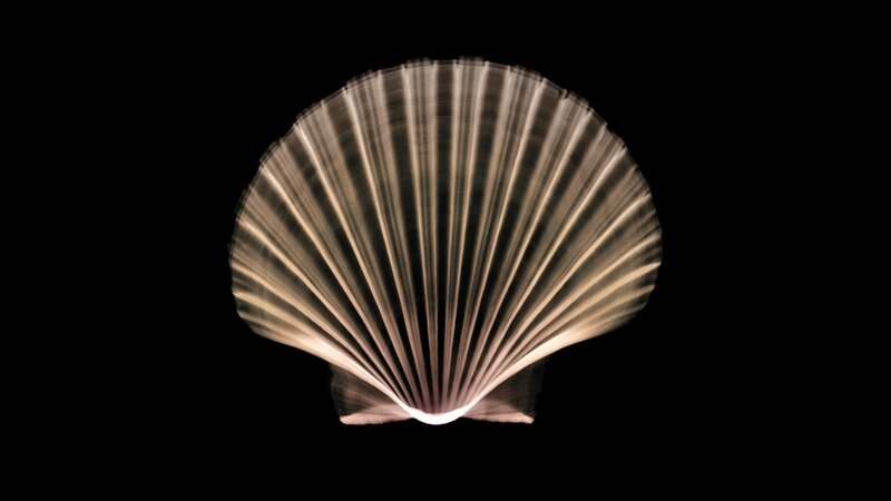 sculpted shell light art