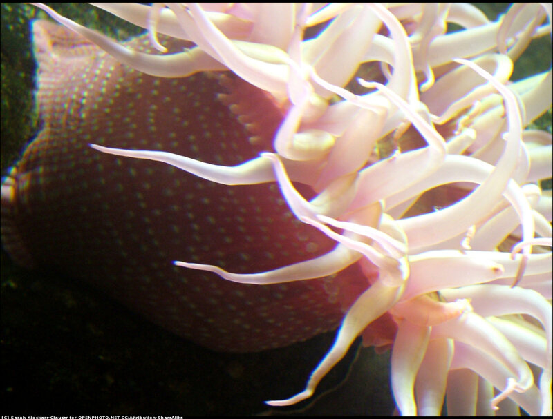 Sea Anemone and Fish