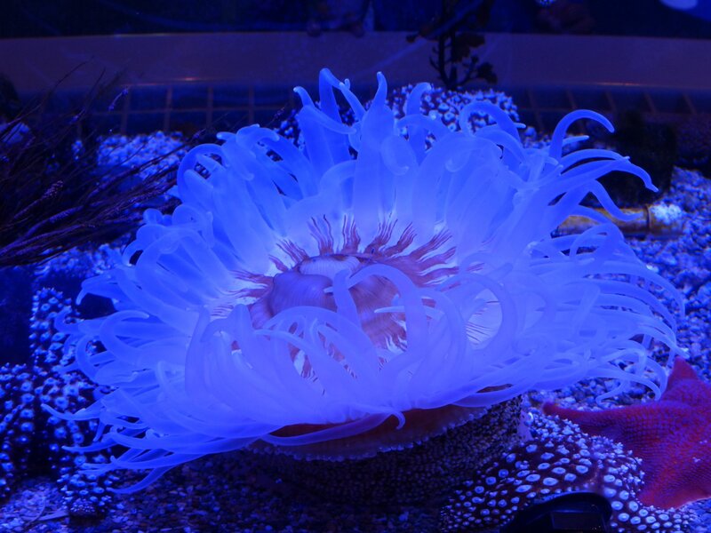 Sea Anemone in Aquarium