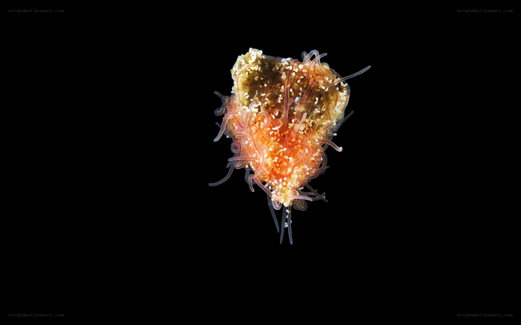 Sea anemone on a shell
