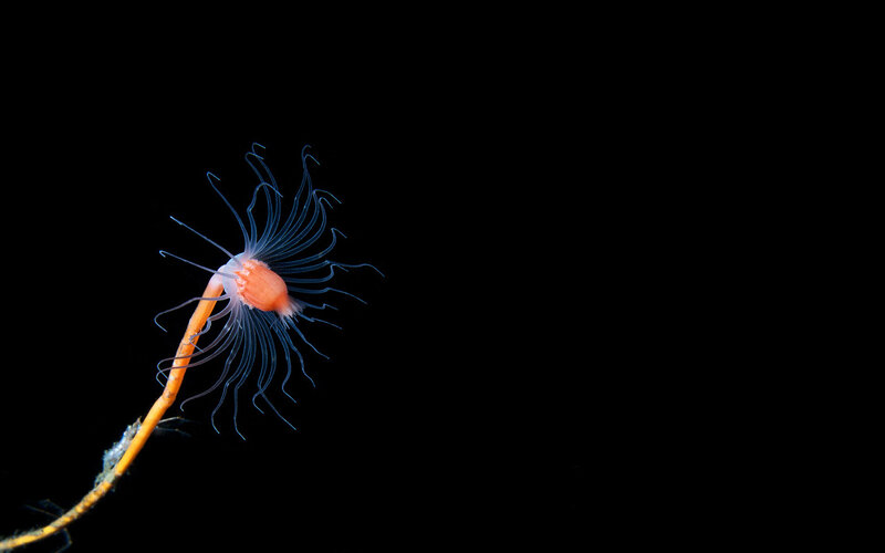 Sea anemone on a stalk