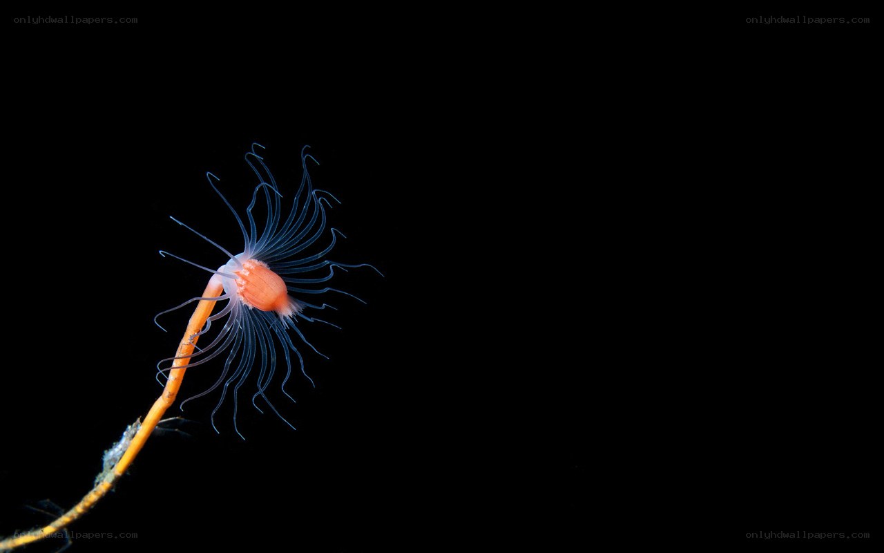 Sea anemone on a stalk