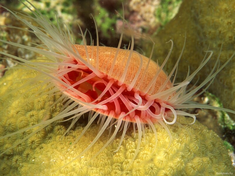 Sea Anemone on Coral — Yellow