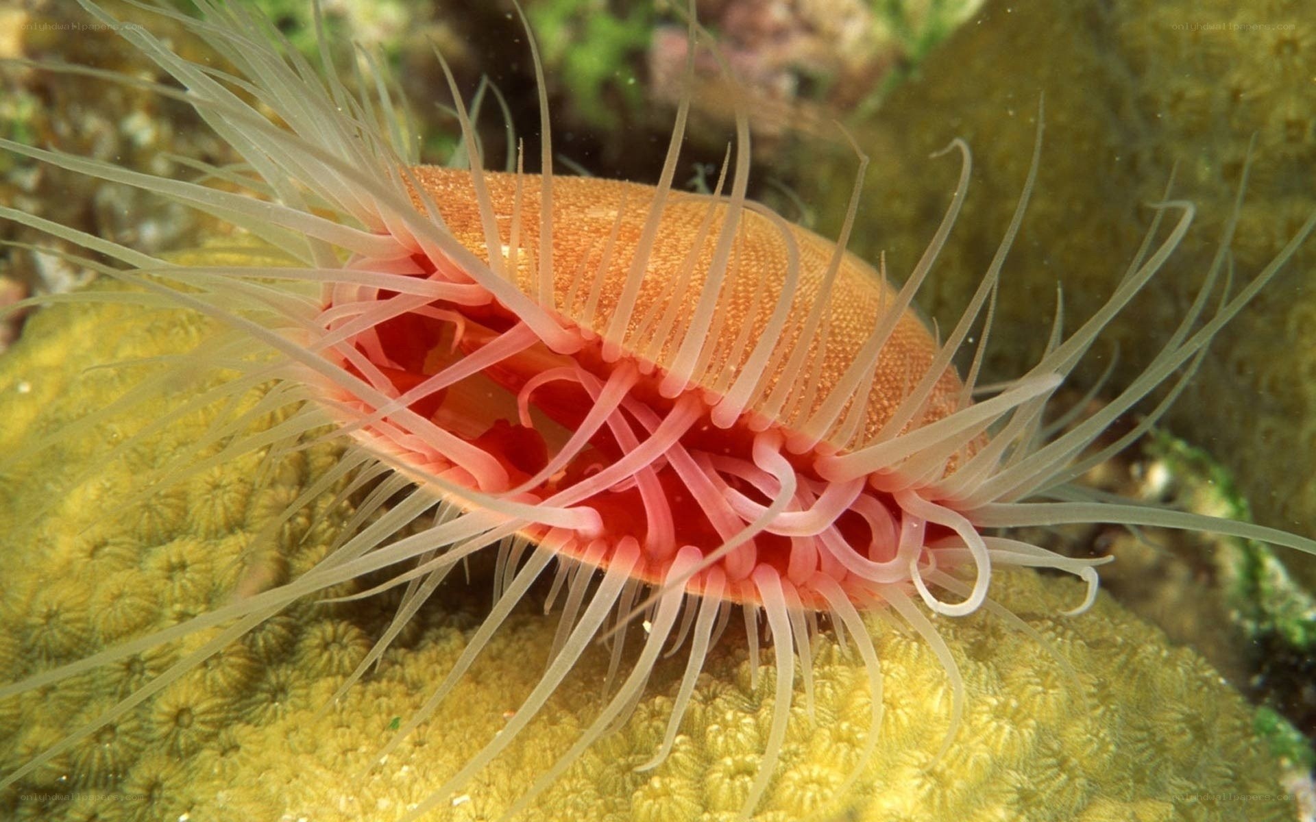 Sea anemone on coral