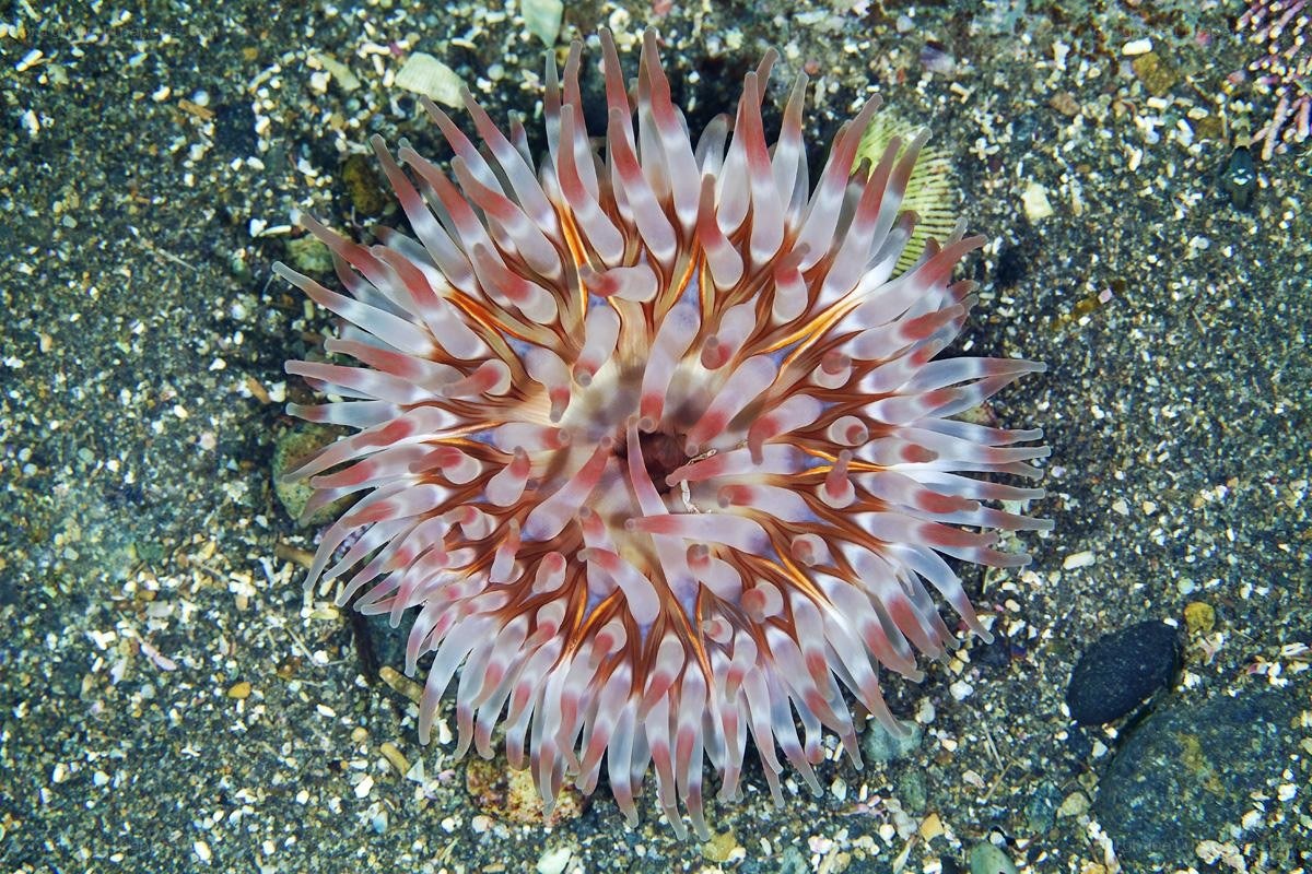 Sea anemone on ocean floor