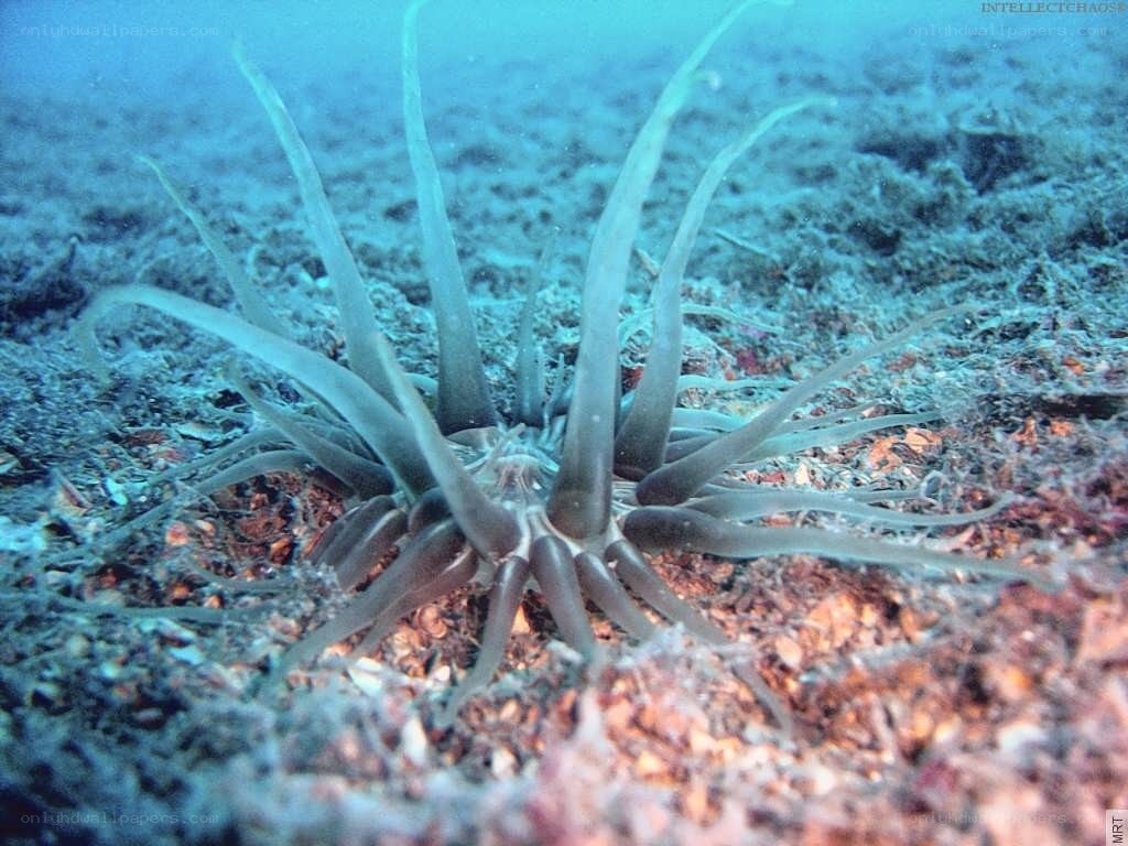 sea anemone on ocean floor