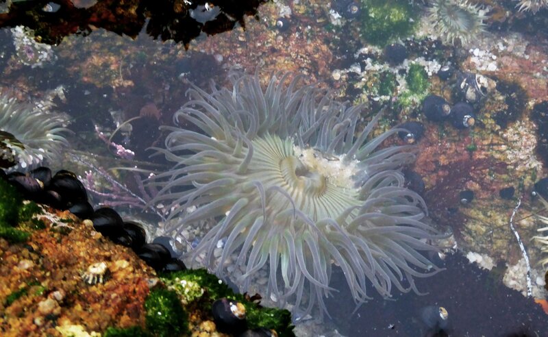 Sea Anemone on Rock — Green