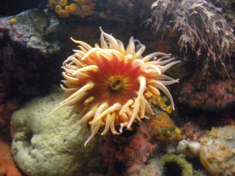 Sea Anemone on Rock