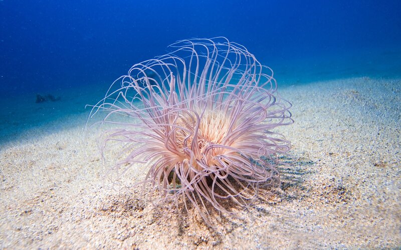 Sea Anemone on Sand — Blue, Serene, Photograph, Ocean Water, Tentacles