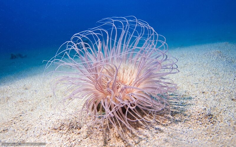 Sea Anemone on Sand — Blue, Serene, Photograph, Ocean Water