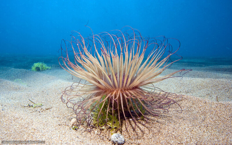 Sea Anemone on Sand — Blue, Serene, Photograph, Seaweed