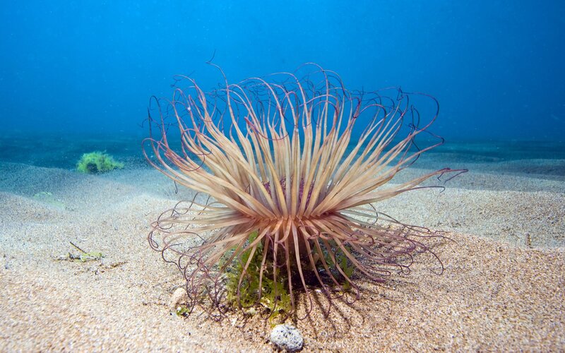 Sea Anemone on Sand — Blue, Serene