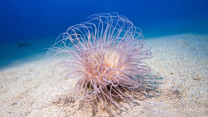 Sea anemone on sandy ocean floor