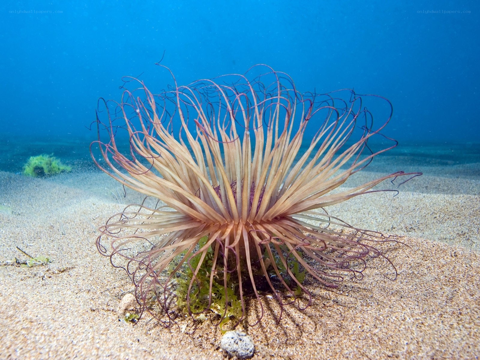 Sea anemone on sandy ocean floor