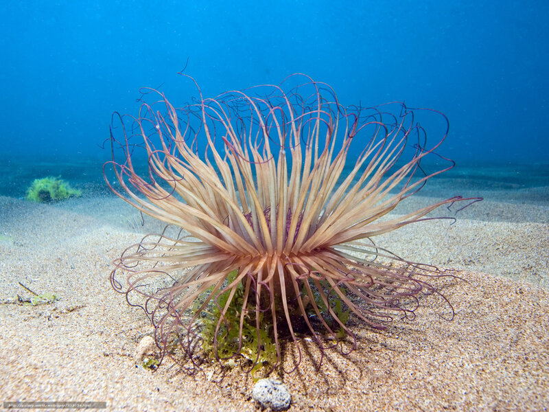 sea anemone on sandy seabed
