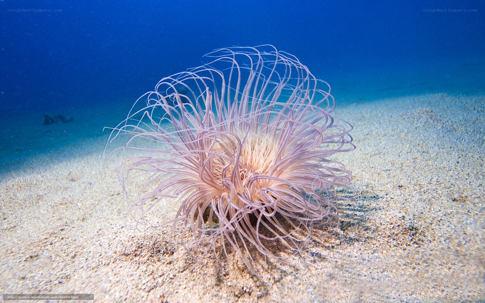 sea anemone on sandy seabed