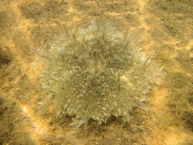Sea Anemone on Seabed