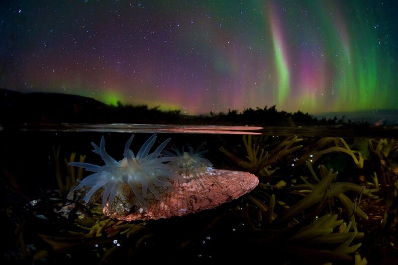 Sea Anemone on Shell