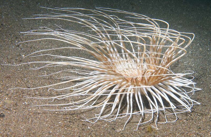 Sea anemone on the ocean floor