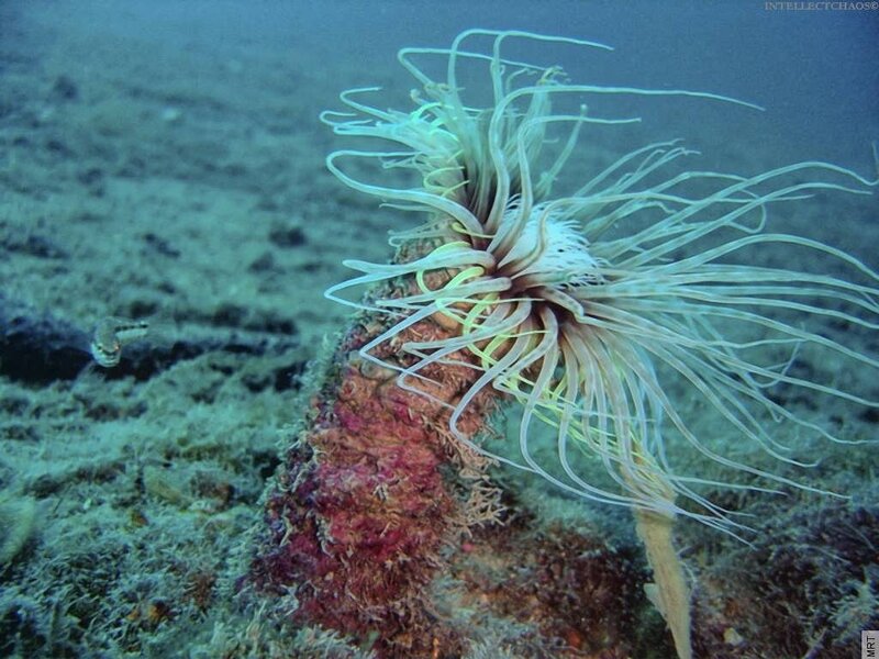 sea anemone on the ocean floor