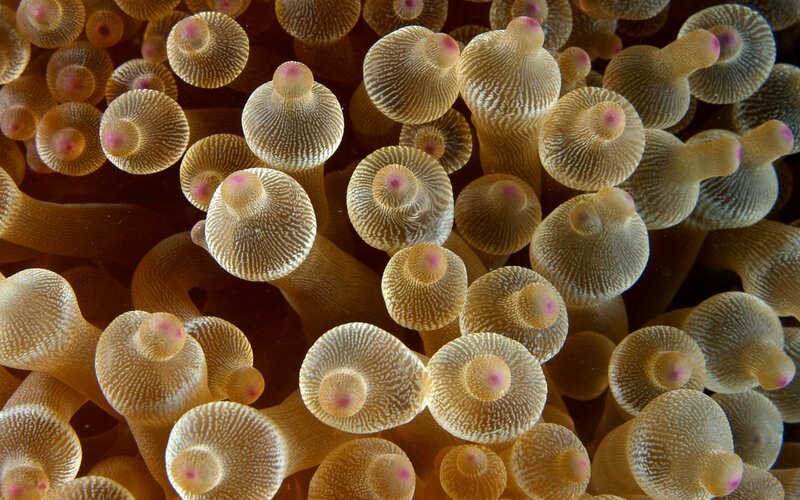 Sea Anemone Polyps