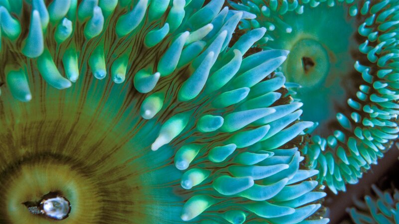 Sea Anemone Tentacles — Green