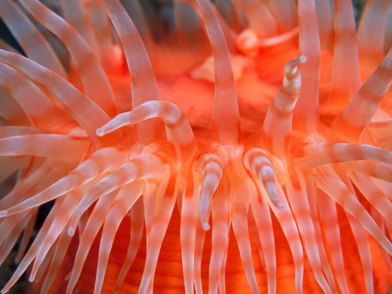 Sea Anemone Tentacles — Orange