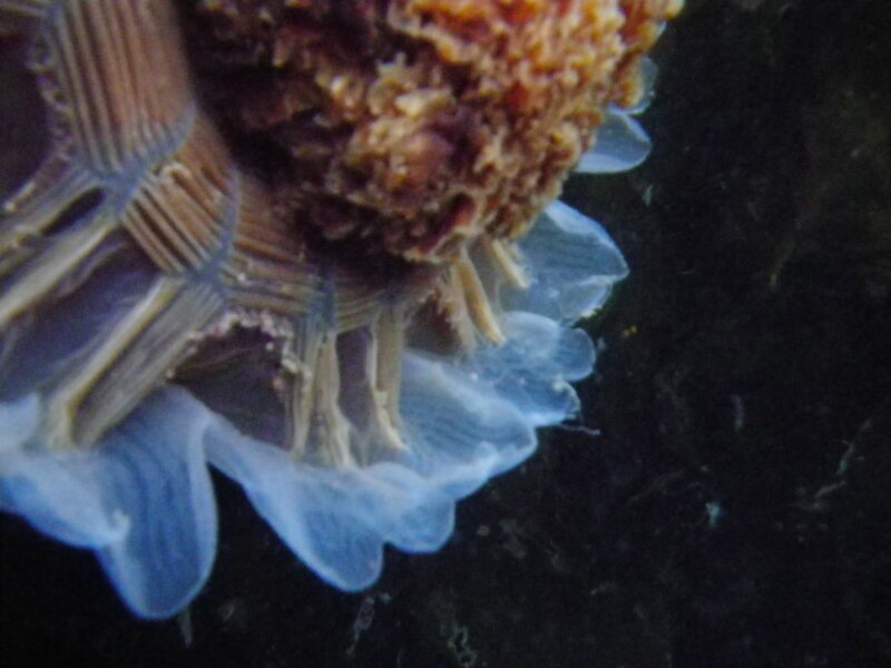 Sea Anemone Tentacles