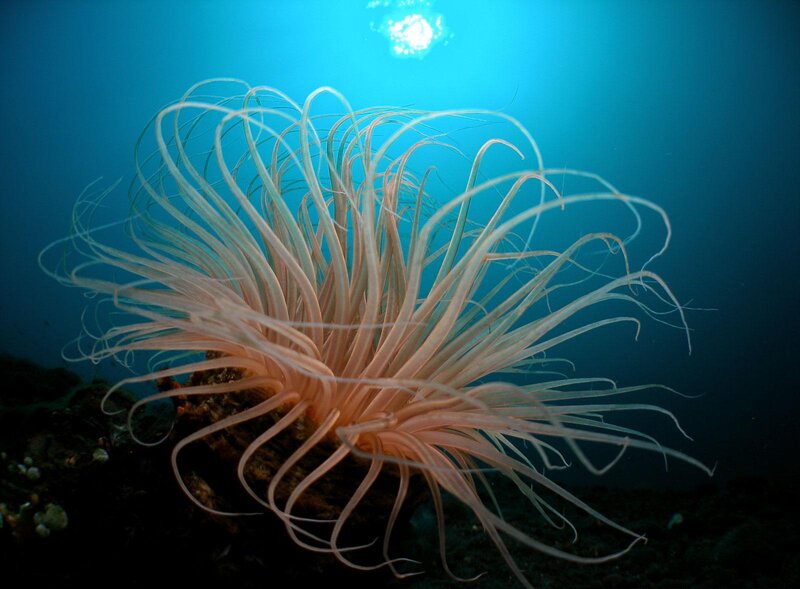Sea Anemone Underwater