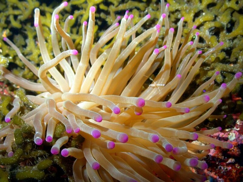 sea anemone with pink tips