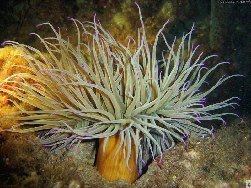 sea anemone with purple tips