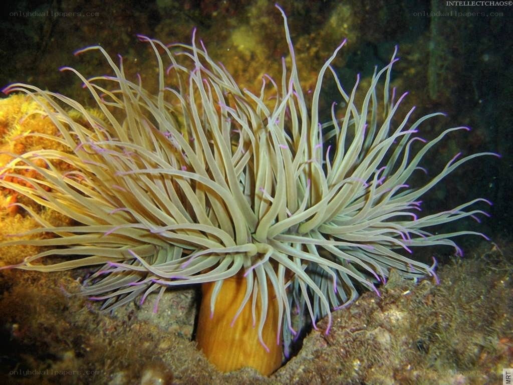 sea anemone with purple tips