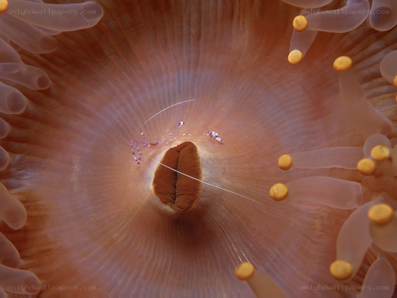 sea anemone with shrimp