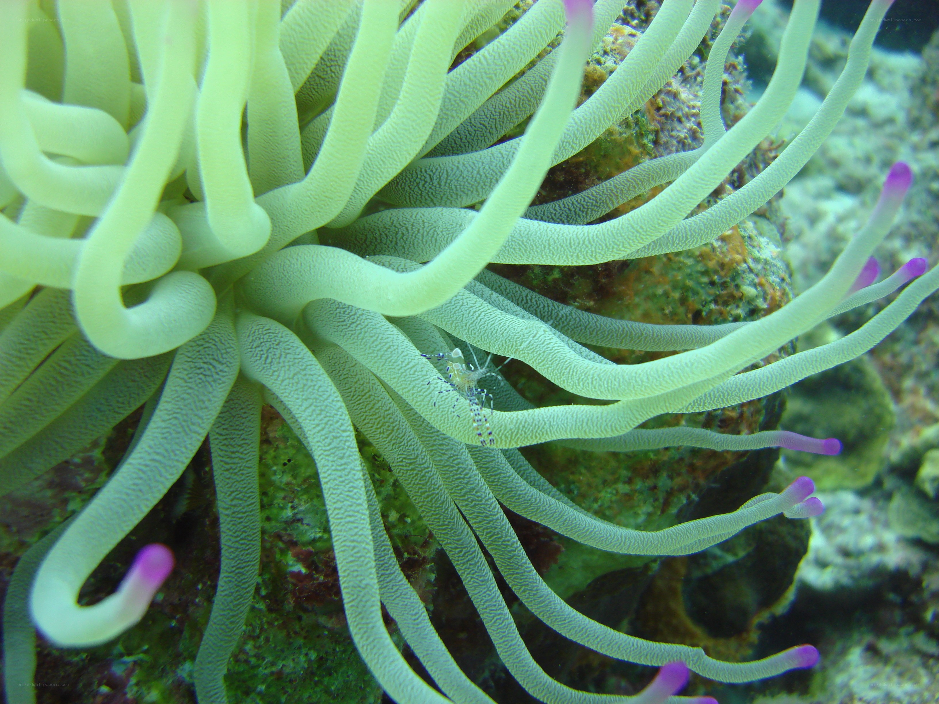 sea anemone with shrimp