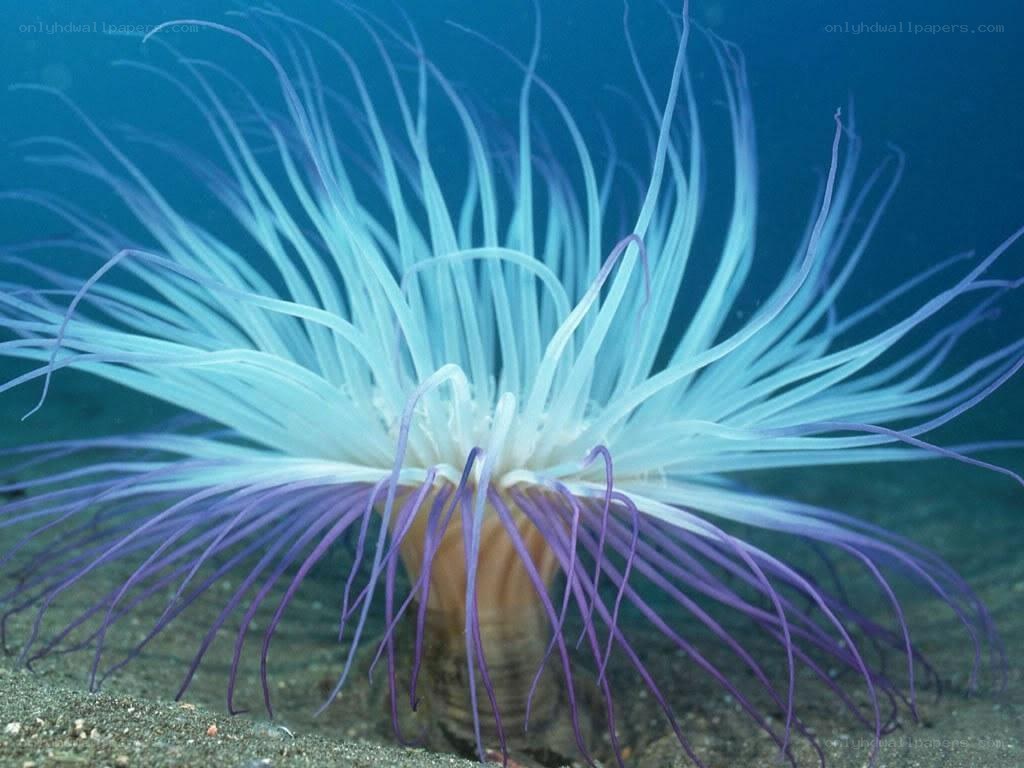 Sea anemone with tentacles