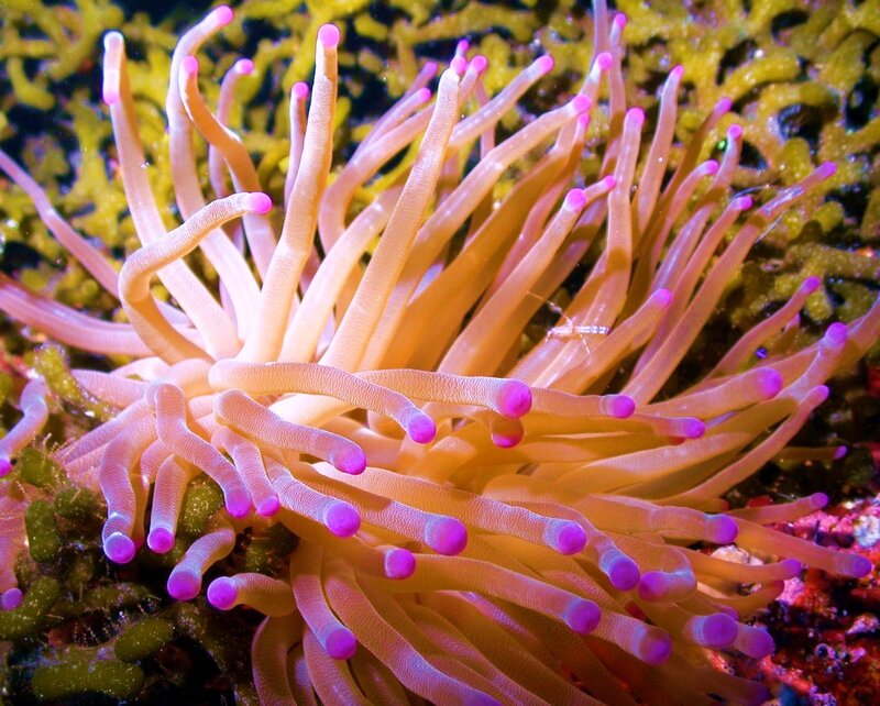 Sea Anemone with Tentacles — Pink