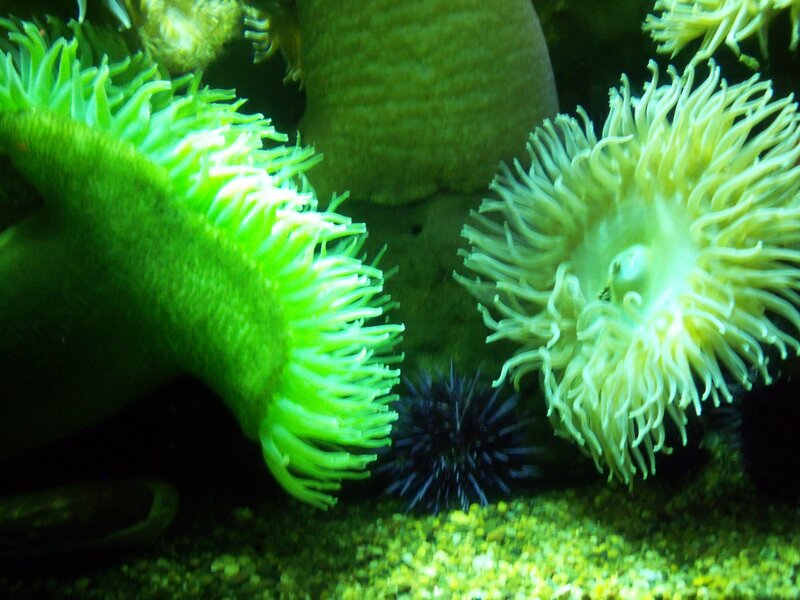 Sea Anemones and Sea Urchin