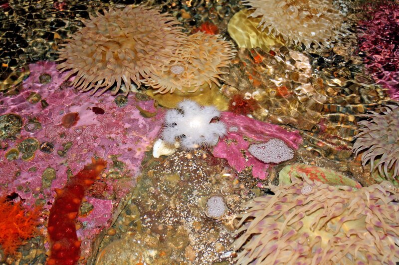 Sea Anemones and Sponges