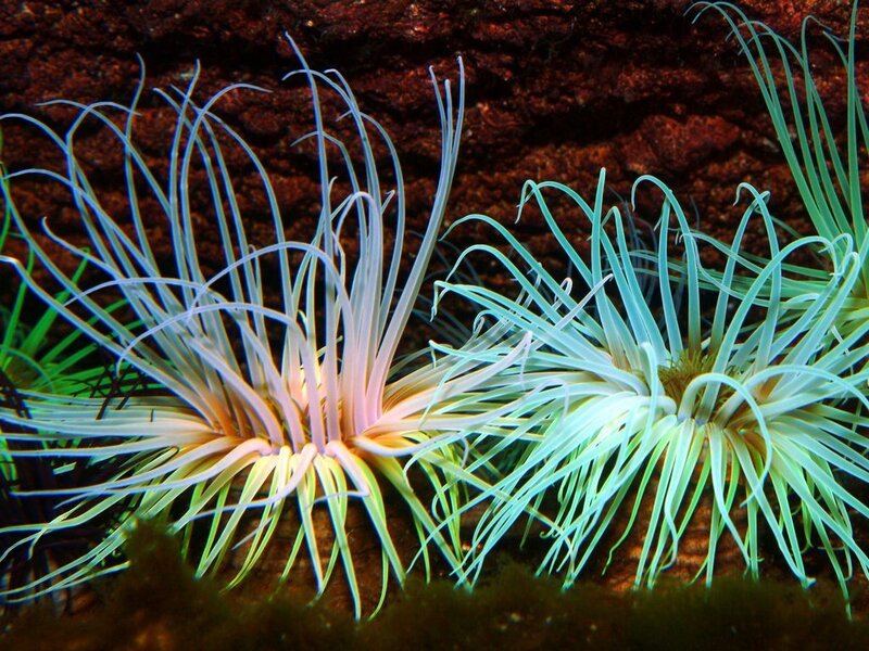 Sea anemones in aquarium