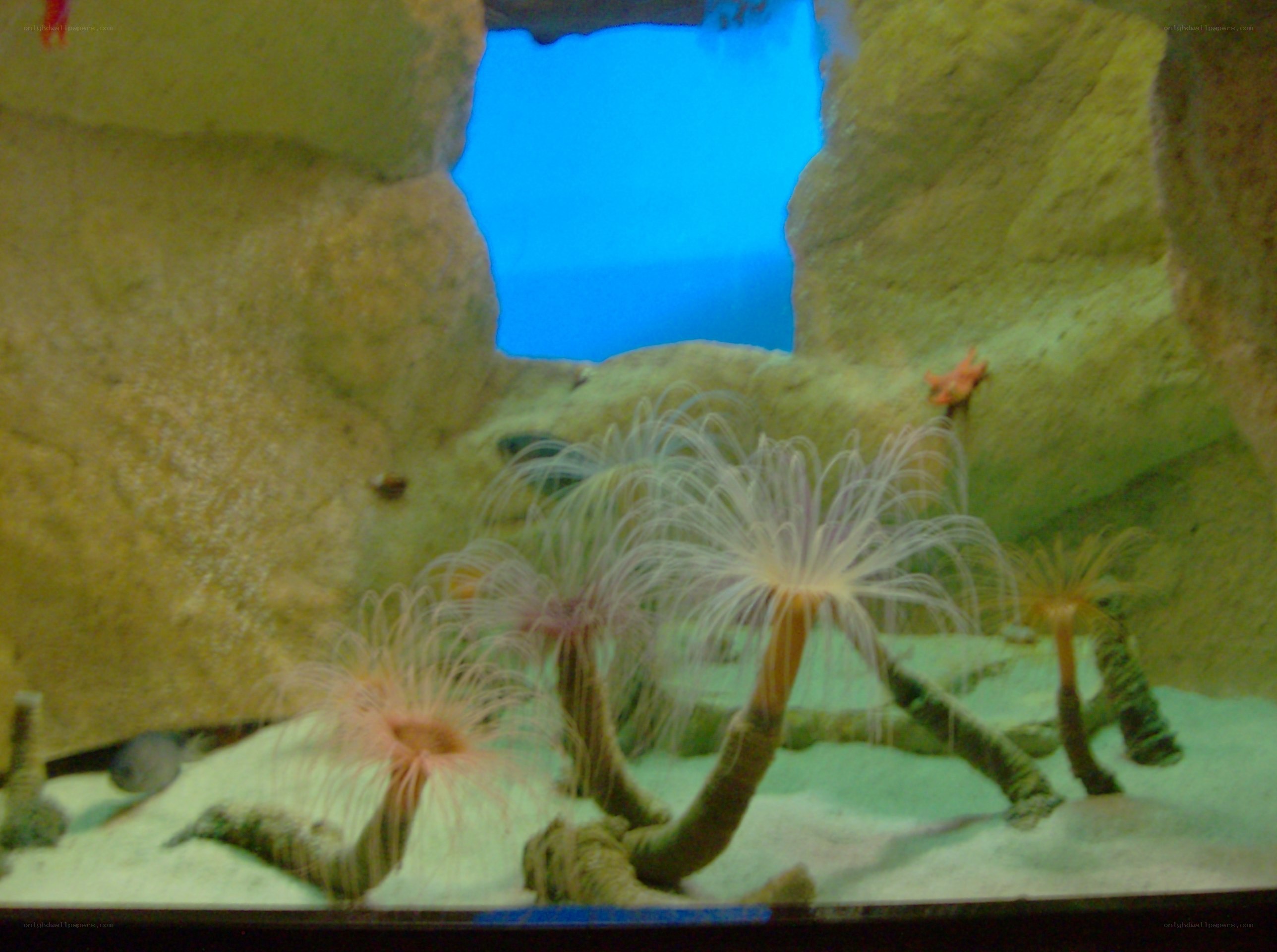 Sea anemones in aquarium