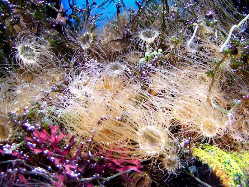 Sea anemones in coral reef