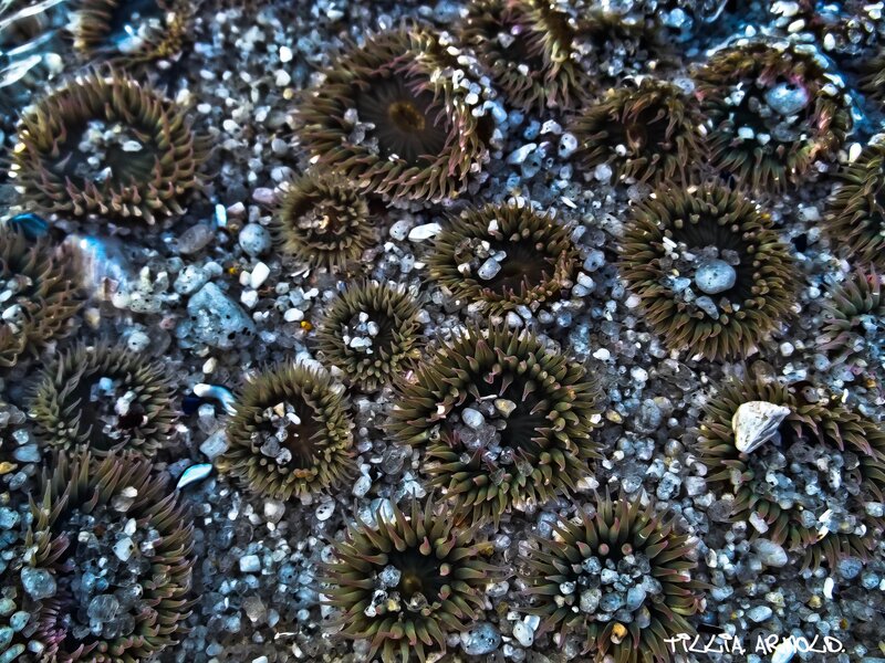 Sea Anemones on Pebbles