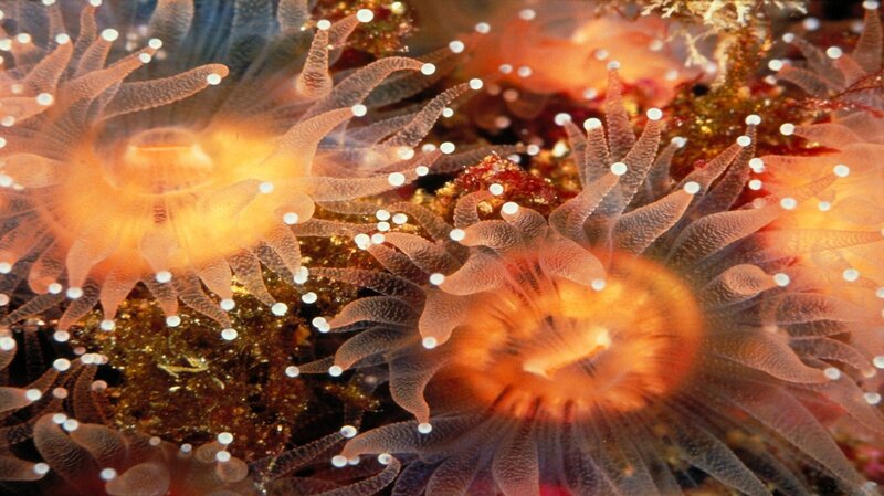 Sea Anemones on Reef — Orange, Natural