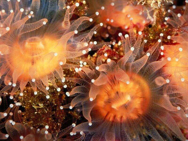 Sea Anemones on Reef — Orange