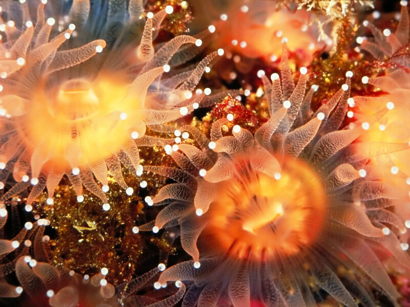 Sea Anemones on Reef — Orange, Vibrant