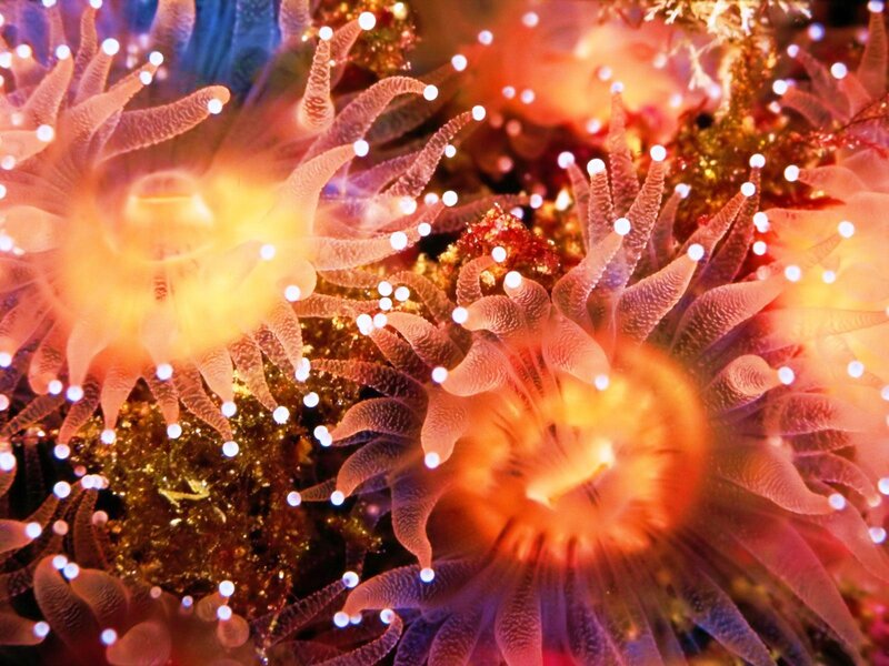 Sea Anemones on Reef