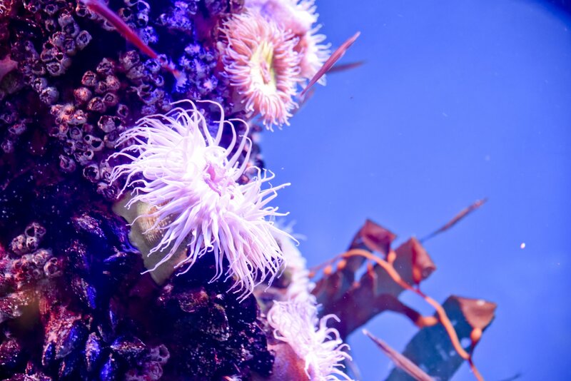 Sea Anemones on Rock