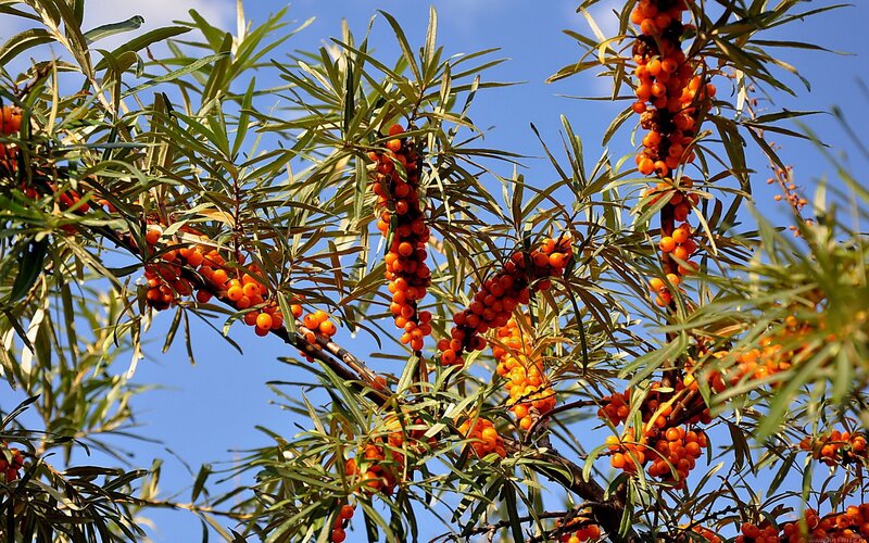 Sea buckthorn berries on a branch