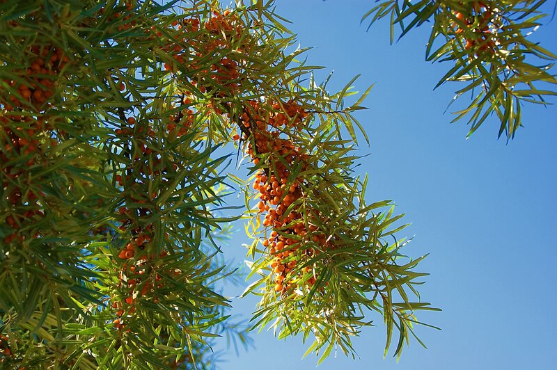 Sea buckthorn berries on a branch