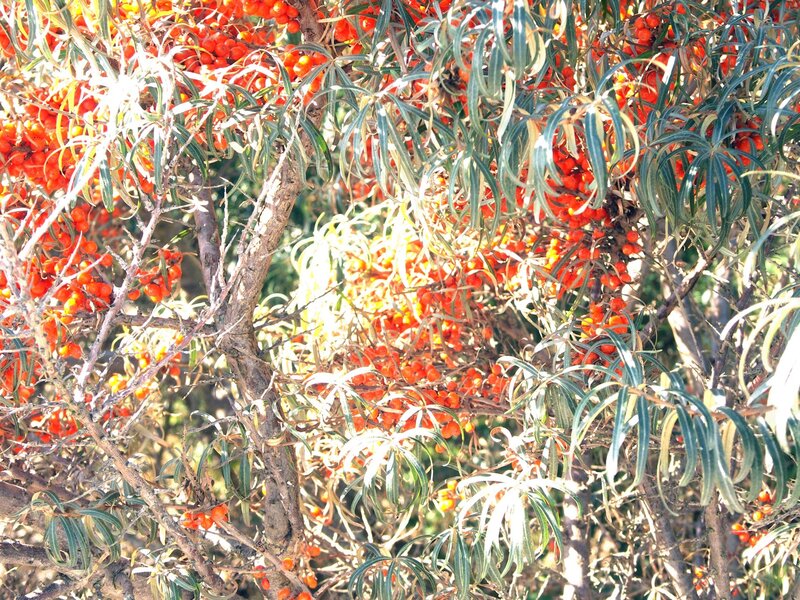 Sea Buckthorn Bush